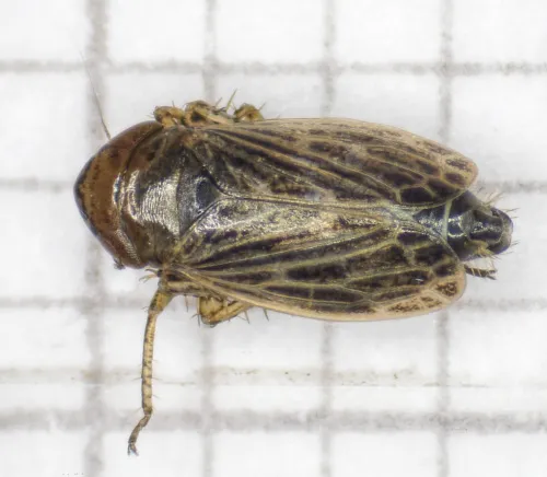 Streptanus sordidus - photo 3