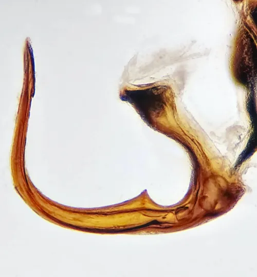 Streptanus sordidus - photo 4