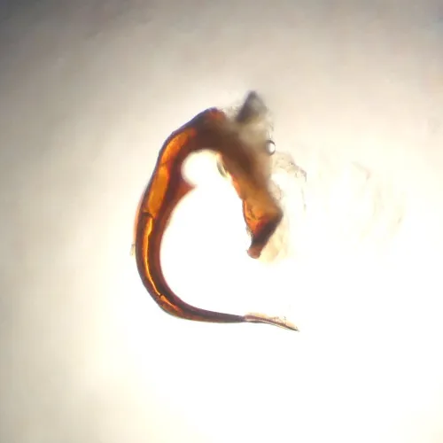 Streptanus sordidus - photo 5