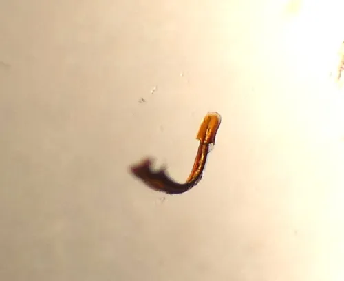 Streptanus sordidus - photo 7