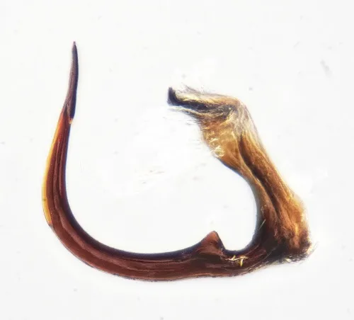 Streptanus sordidus - photo 8