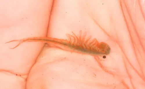 Spinytail Fairy Shrimp - photo 3