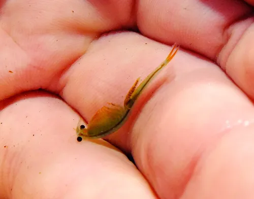 Spinytail Fairy Shrimp - photo 4