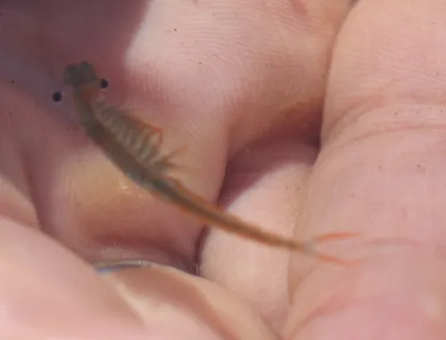 Spinytail Fairy Shrimp - photo 5