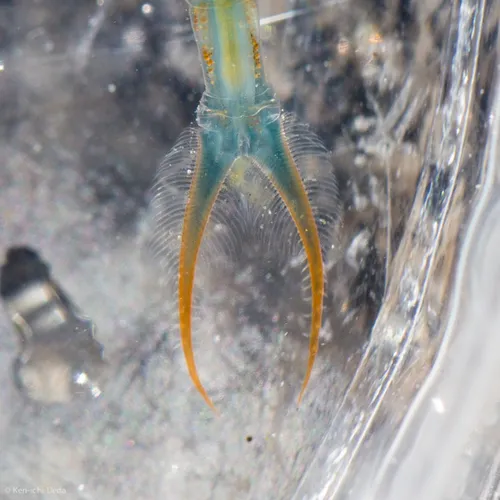 Spinytail Fairy Shrimp - photo 6