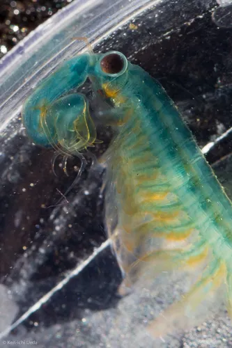 Spinytail Fairy Shrimp - photo 7