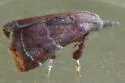 Streptopalpia minusculalis - Hodges#5565 - Streptopalpia minusculalis