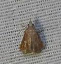 Streptopalpia minusculalis - Hodges#5565 - photo 3