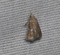 Streptopalpia minusculalis - Hodges#5565 - photo 4