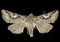 Stretchia inferior - Hodges#10475