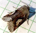 Stretchia muricina - Hodges#10473