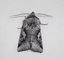 Stretchia pictipennis - Hodges#10472