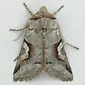 Stretchia pictipennis - Hodges#10472 - photo 3