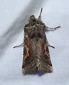 Stretchia plusiaeformis - Hodges#10471 - photo 2
