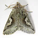 Stretchia plusiaeformis - Hodges#10471 - photo 4
