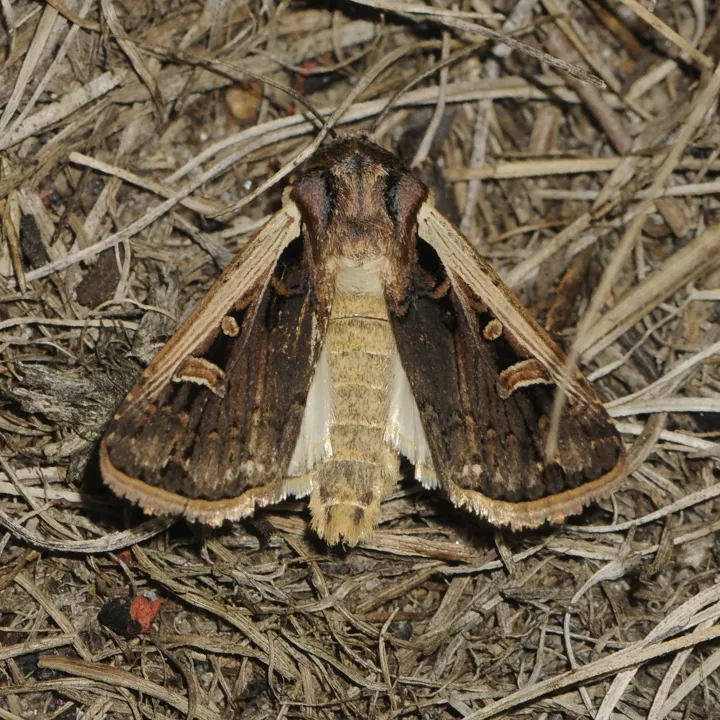 Western Bean Cutworm Moth - Hodges#10878 - photo 2