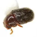 Striatheca lineata - photo 2