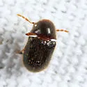 Striatheca lineata - photo 3