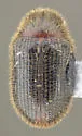 Striatheca lineata - photo 4