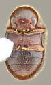 Striatheca lineata - photo 5