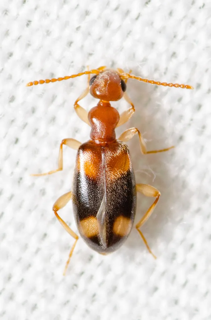 Stricticomus tobias - Stricticomus tobias