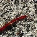 Strigamia bothriopus - photo 2