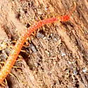 Strigamia bothriopus - photo 3