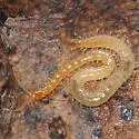 Strigamia chionophila