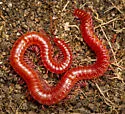 Strigamia fusata