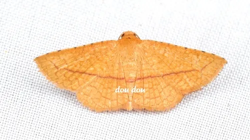 Striglina cancellata