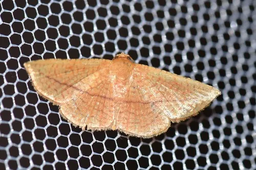 Striglina cancellata - photo 5