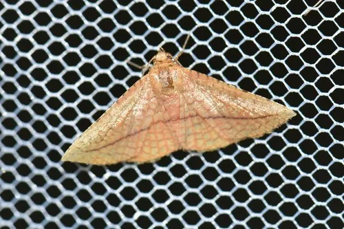 Striglina cancellata - photo 6