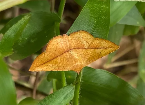 Daincha Leaf Webber - photo 4