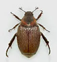 Sand Chafer