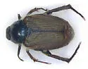 Sand Chafer - photo 2
