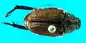 Sand Chafer - photo 3