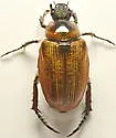 Sand Chafer - photo 4