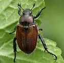 Sand Chafer - photo 5