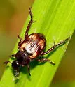 Strigoderma knausi