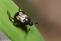 Strigoderma knausi - photo 3