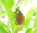 Strigoderma pimalis - Strigoderma pimalis