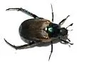 Strigoderma pimalis - photo 2