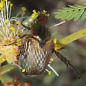 Strigoderma pimalis - photo 3