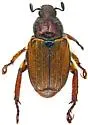 Strigoderma pimalis - photo 4