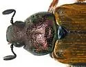 Strigoderma pimalis - photo 5