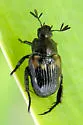 Pygmy Chafer
