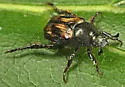 Pygmy Chafer - photo 2