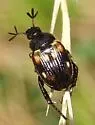 Pygmy Chafer - photo 3