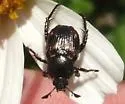 Pygmy Chafer - photo 4