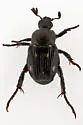 Pygmy Chafer - photo 5